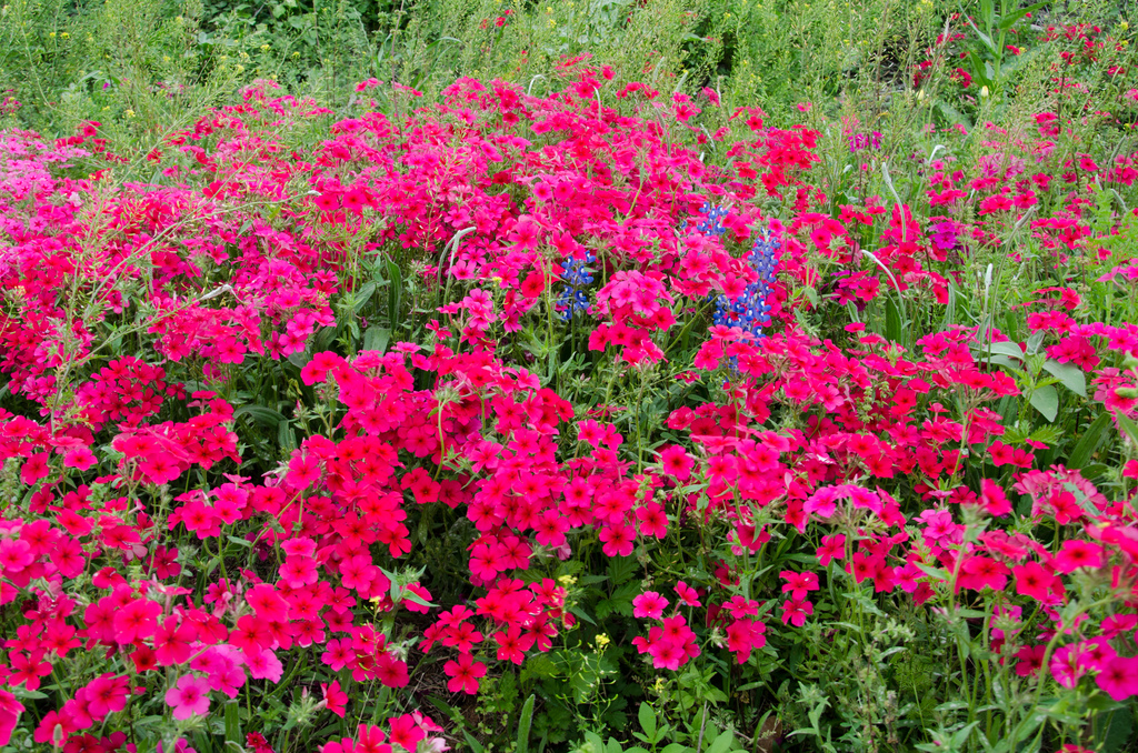 Texas wildflowers