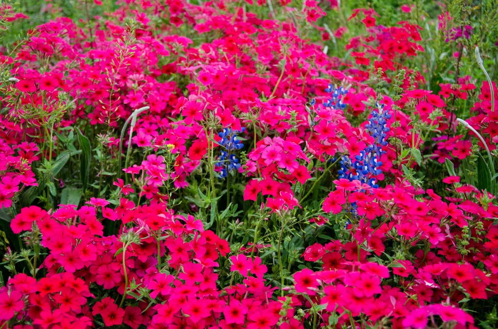 Texas wildflowers