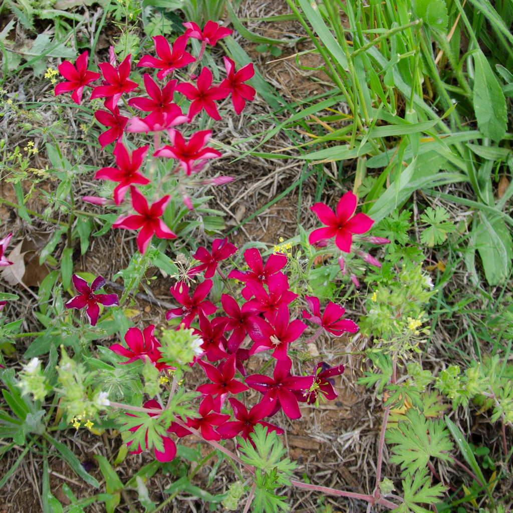 Texas wildflowers
