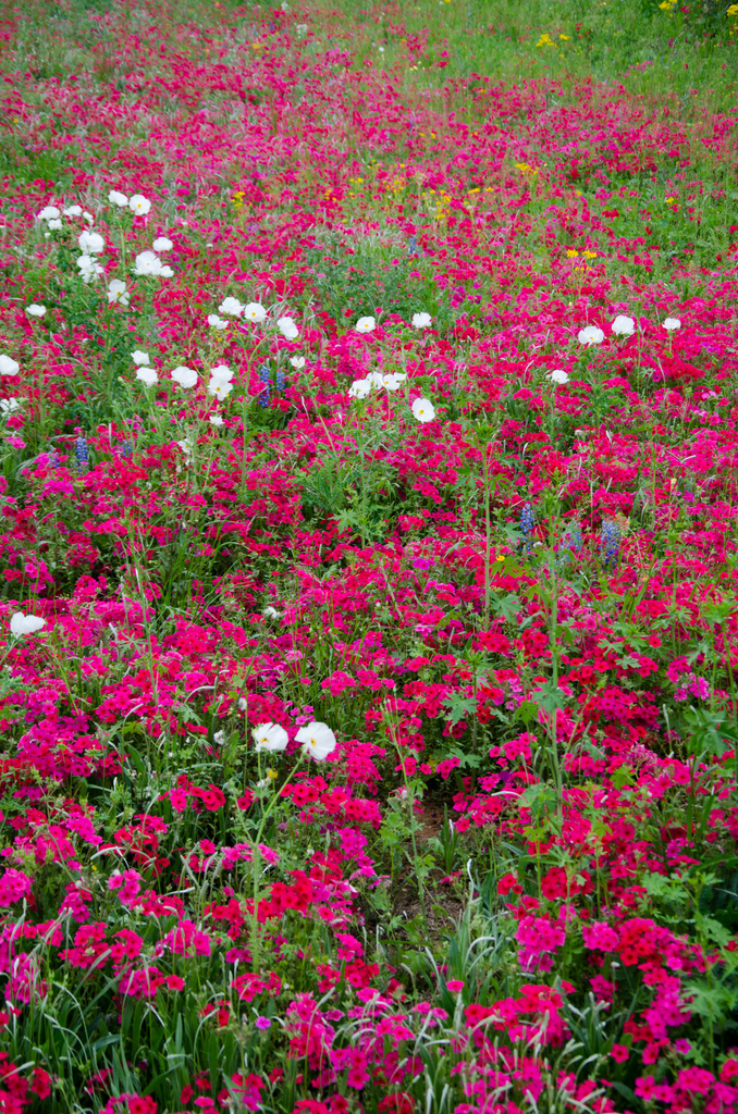 Texas wildflowers