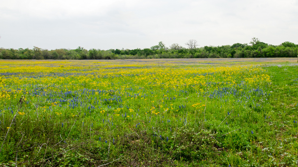 Texas wildflowers