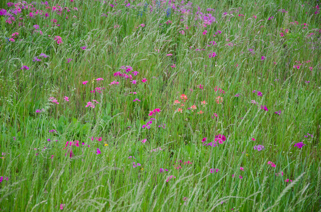 Texas wildflowers