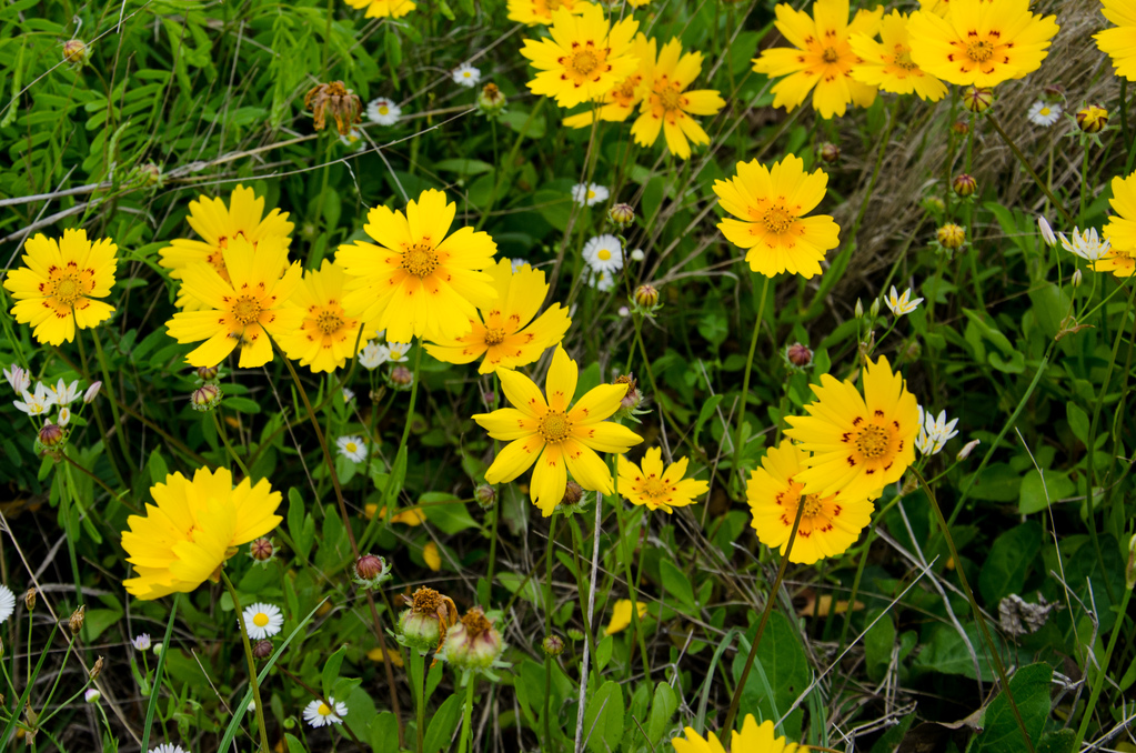 Texas wildflowers