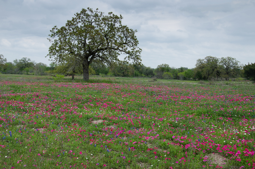 Texas wildflowers