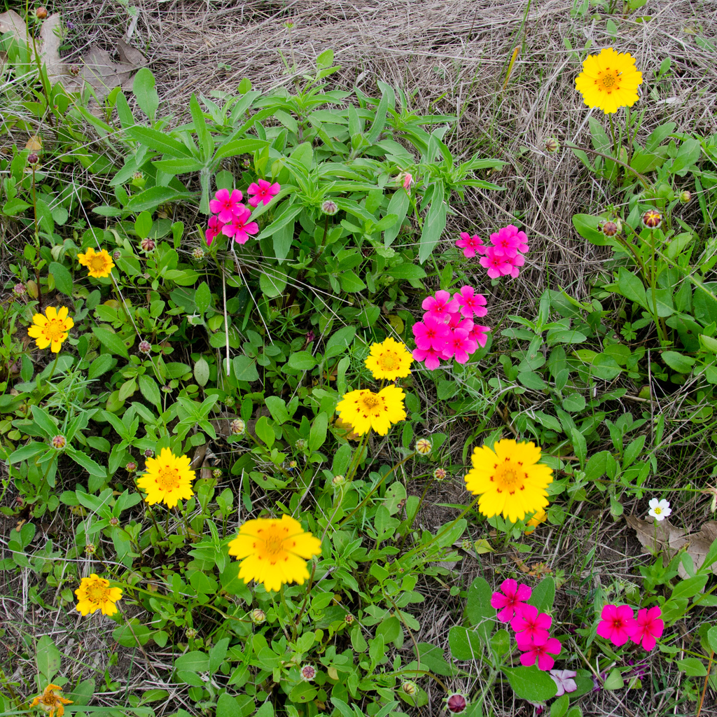 Texas wildflowers