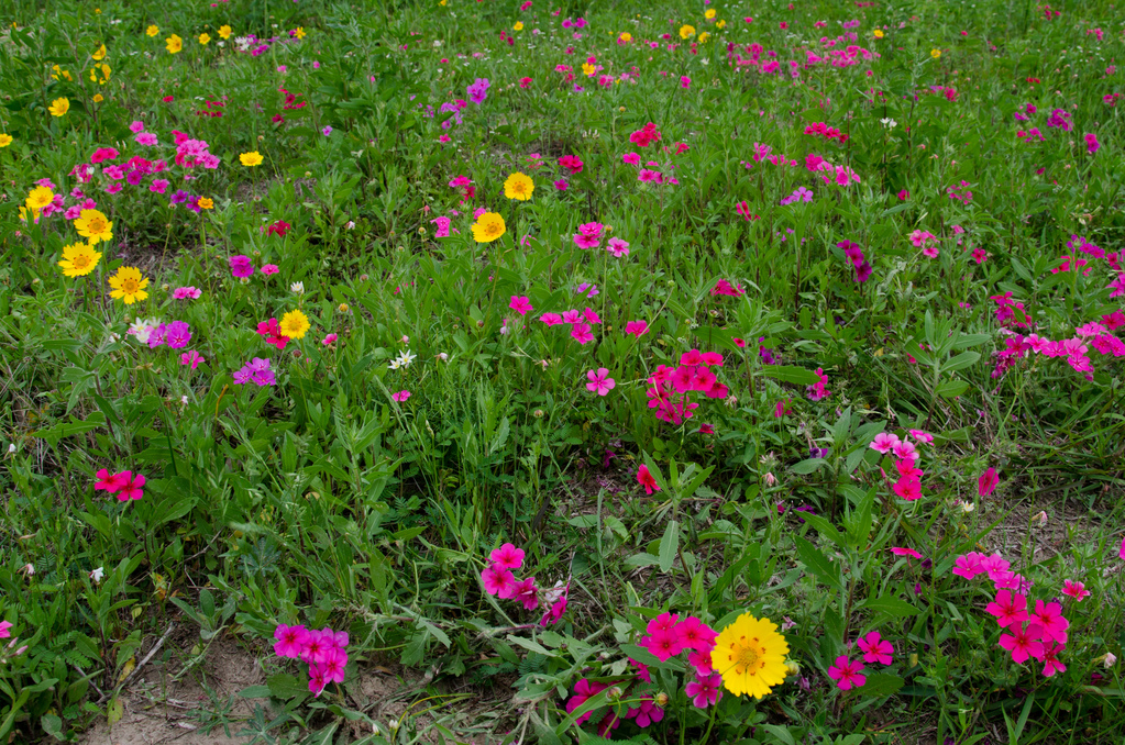 Texas wildflowers