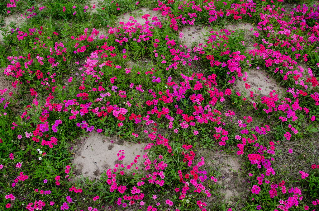 Texas wildflowers