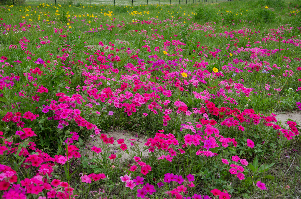 Texas wildflowers