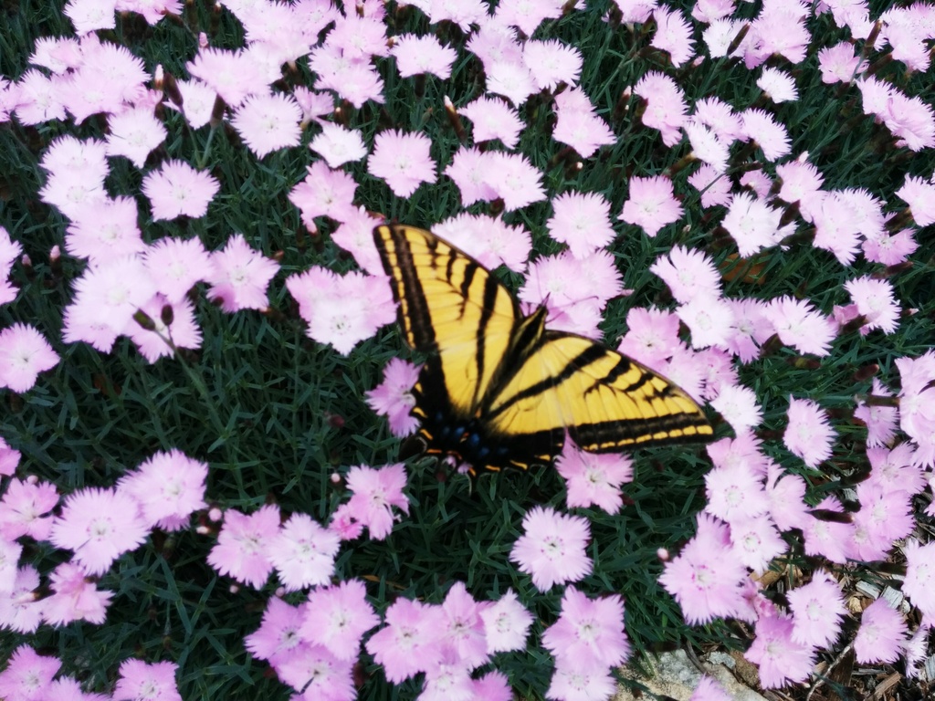 Butterfly in the Pinks