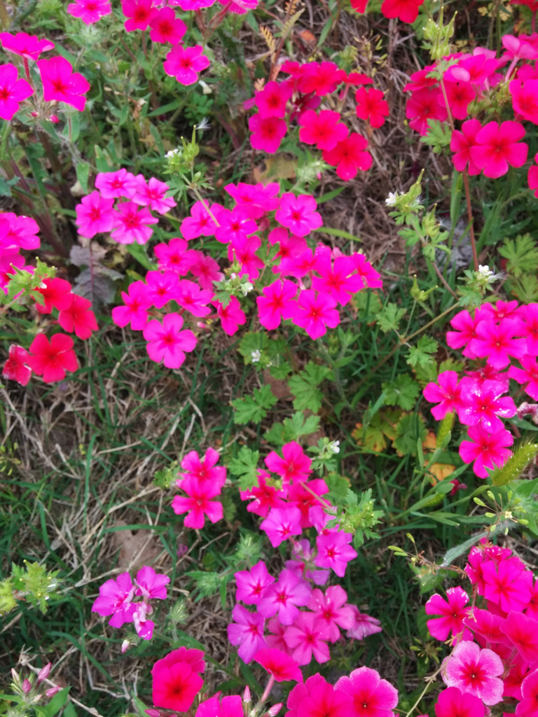Texas wildflowers