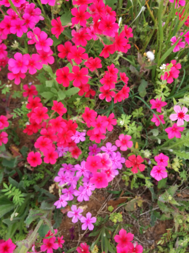 Texas wildflowers