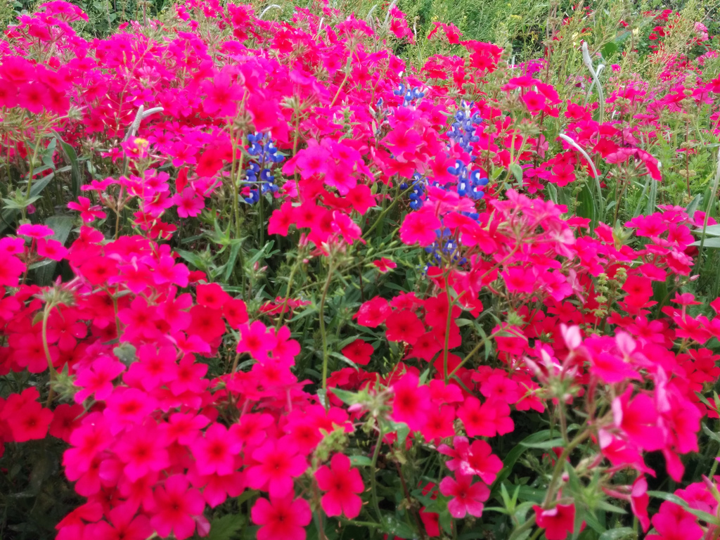 Texas wildflowers