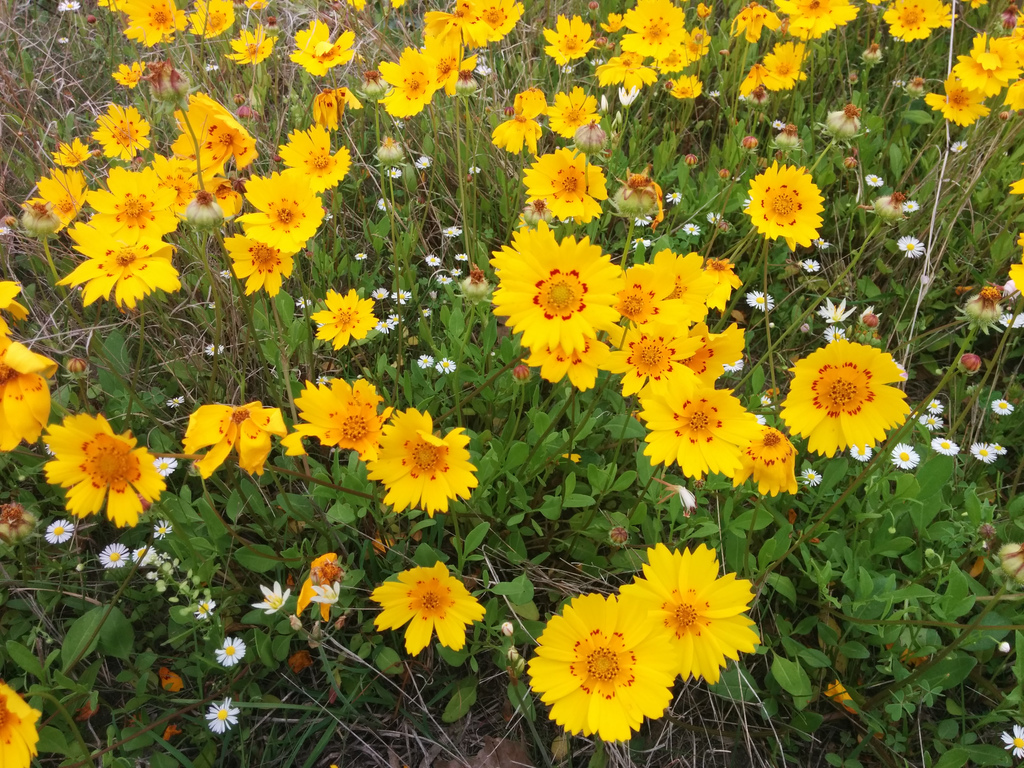 Texas wildflowers