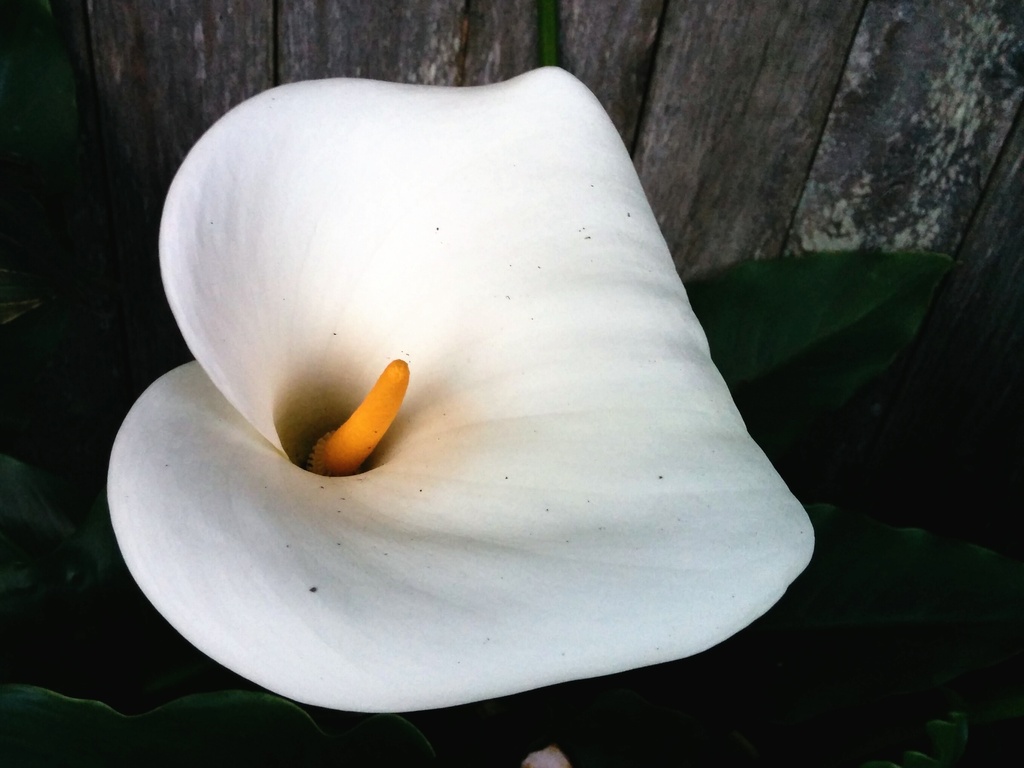 Lily