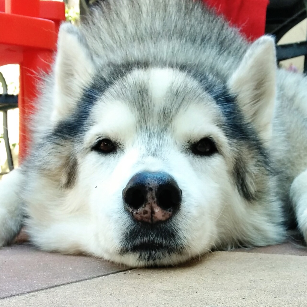 Hudson