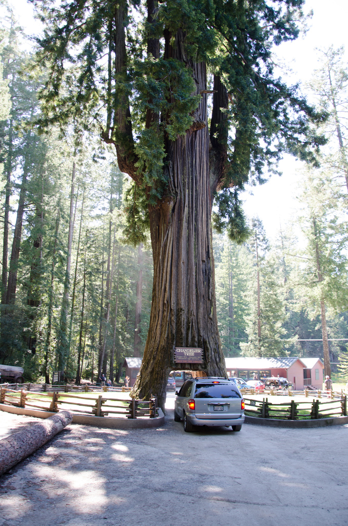 Chandelier Tree