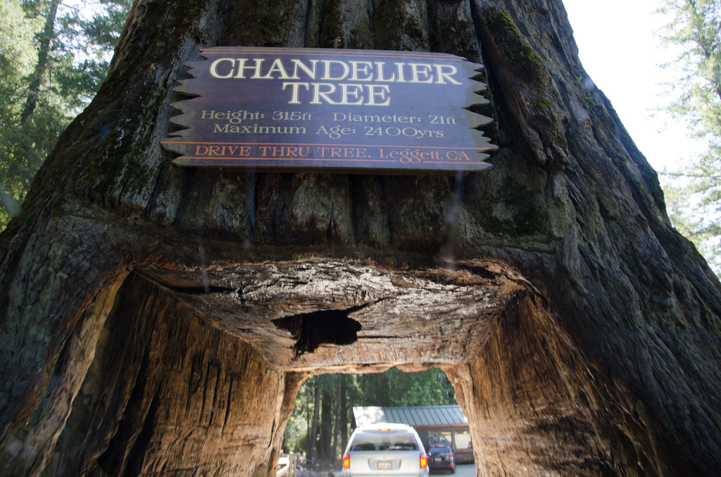 Chandelier Tree