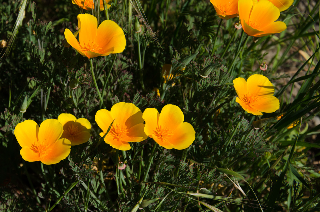 California poppies
