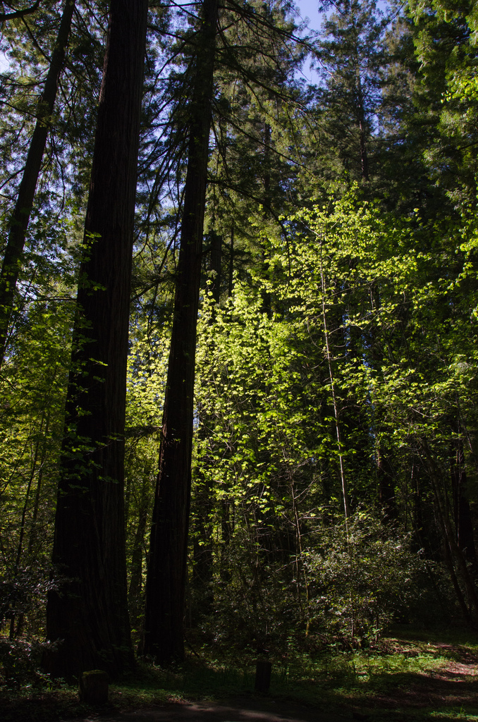 Redwood forest
