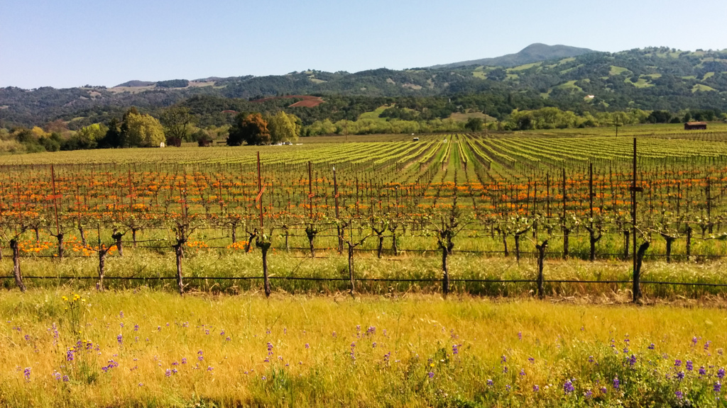Vineyard poppies