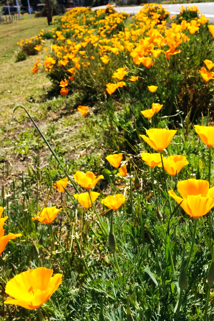 California poppies California poppies