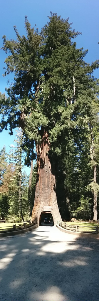 Chandelier Tree