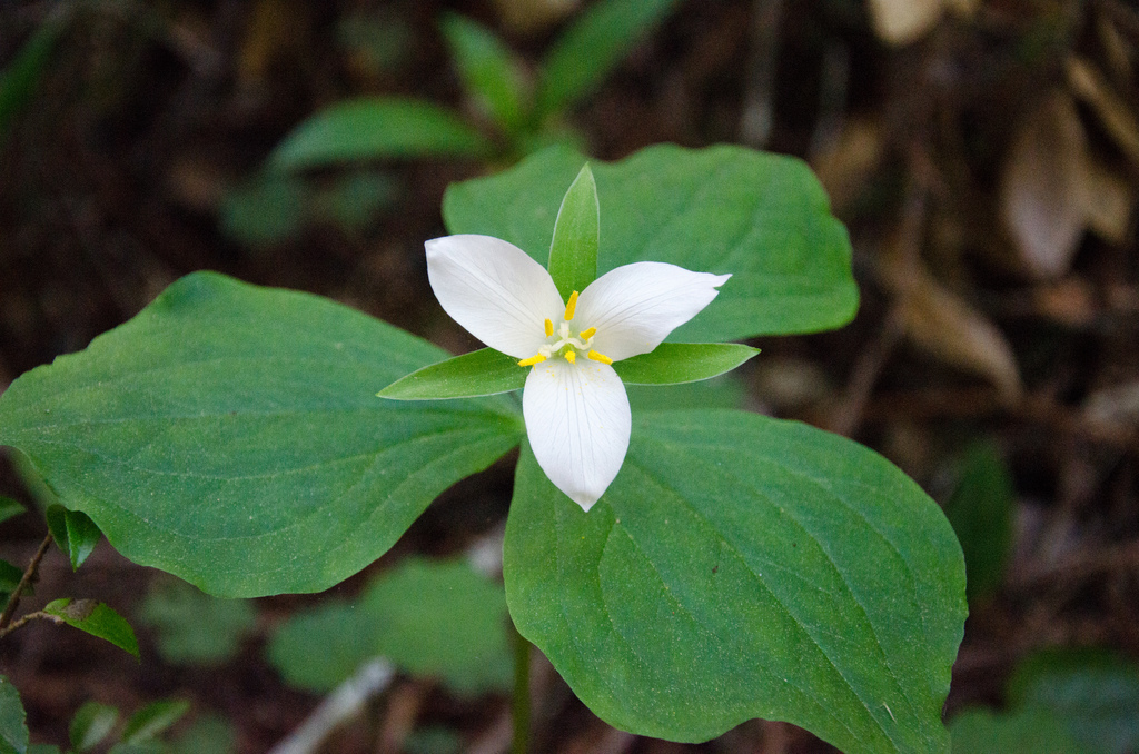 Trillium