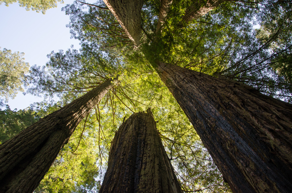 Redwoods