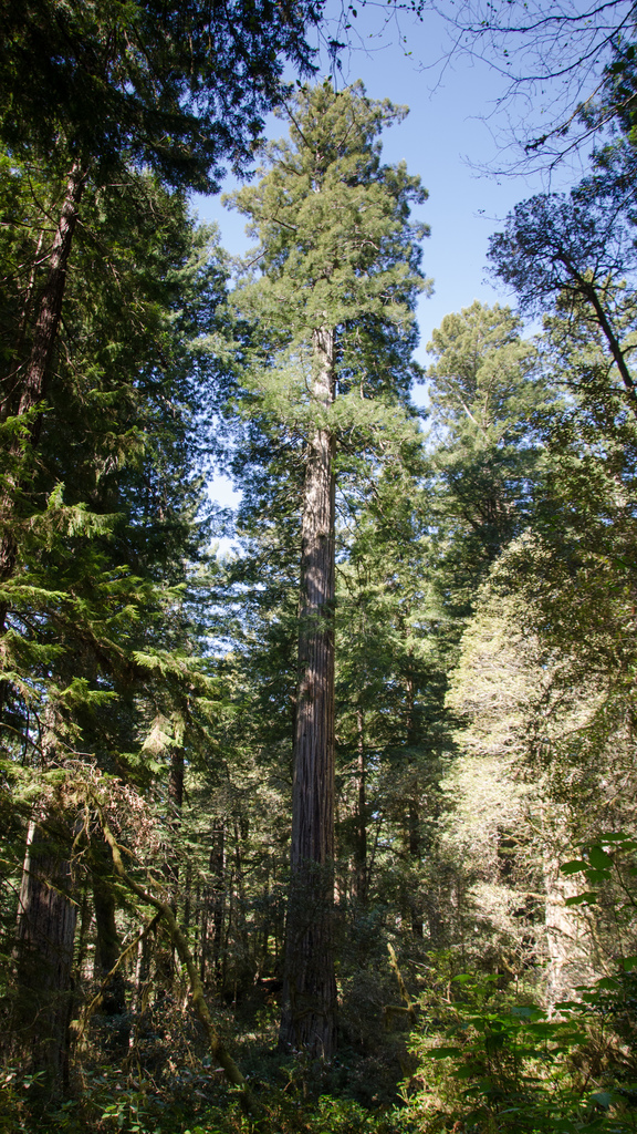 Redwood