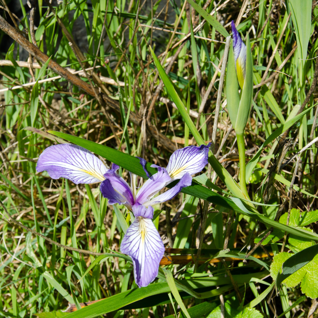 Wild lily