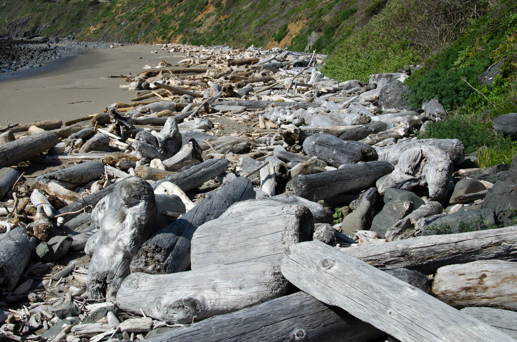 Driftwood