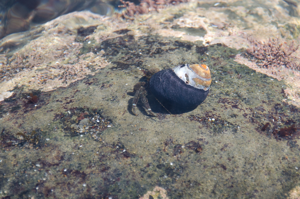 Hermit crab