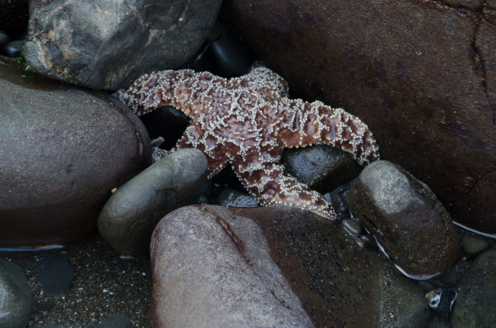 Starfish