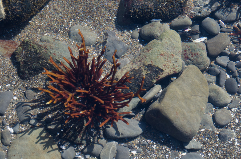 Sea weed