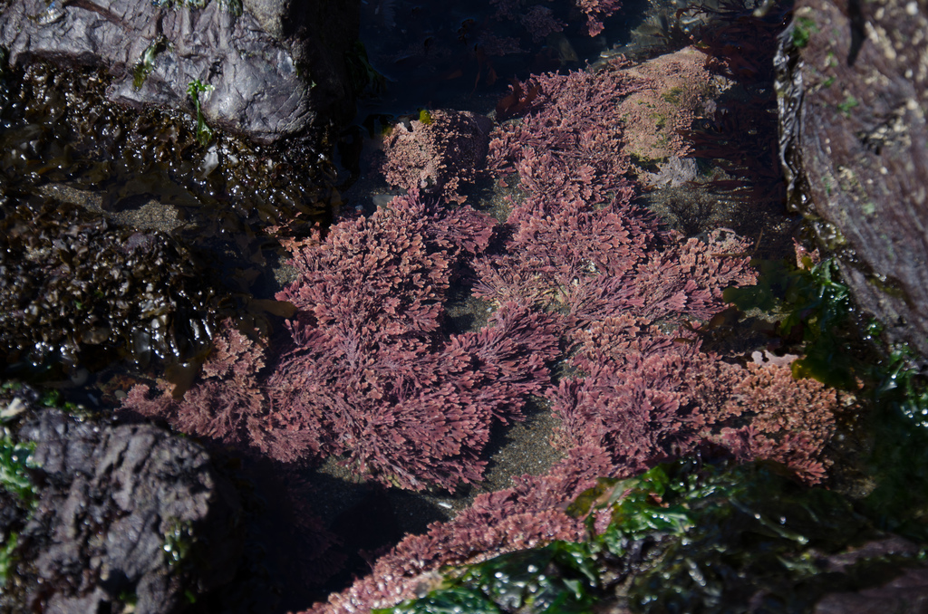 Sea weed