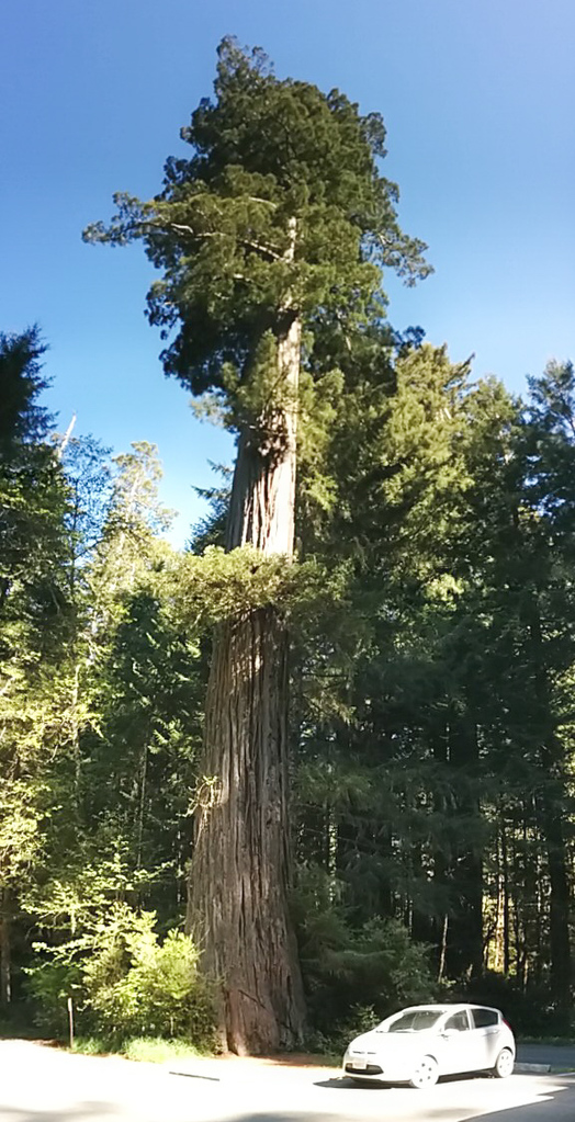 Redwood