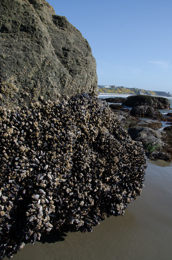 Mussels