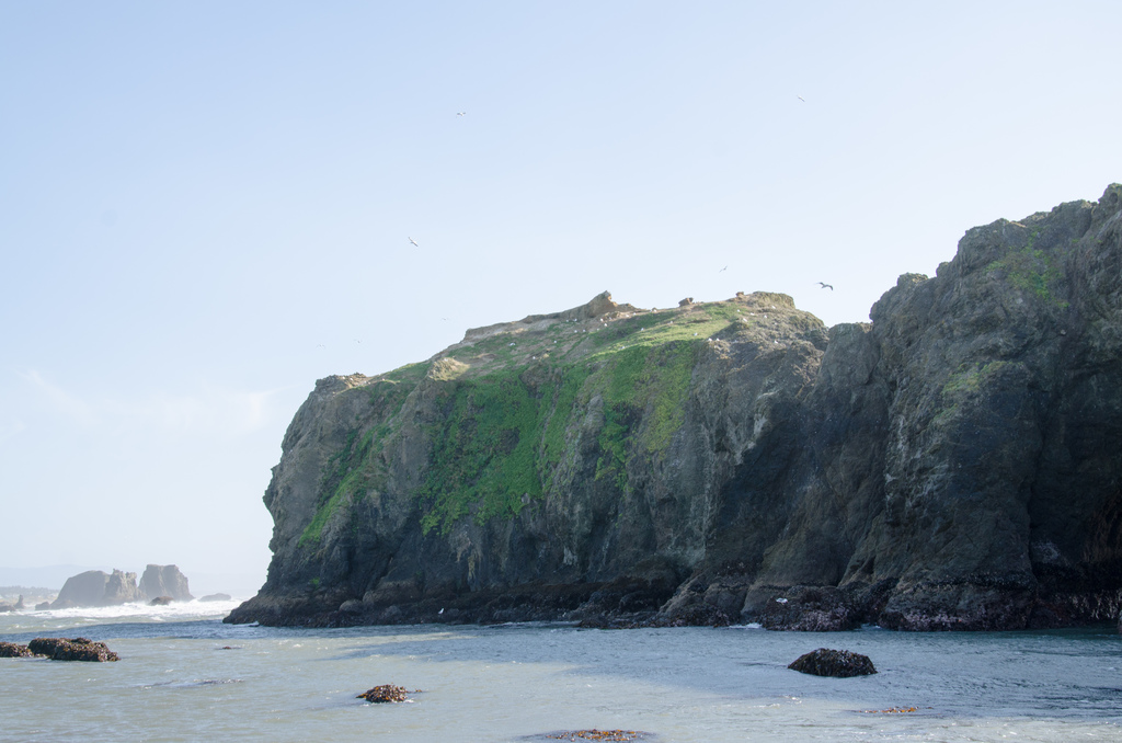 Gull perch