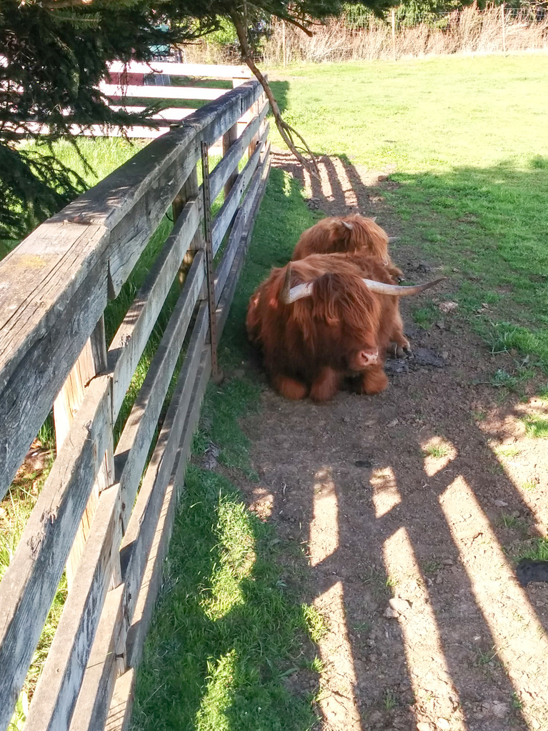 Scotish highland cows Scotish highland cows