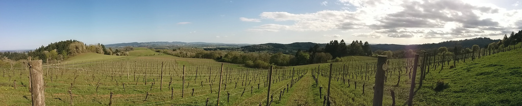 Vineyard panorama