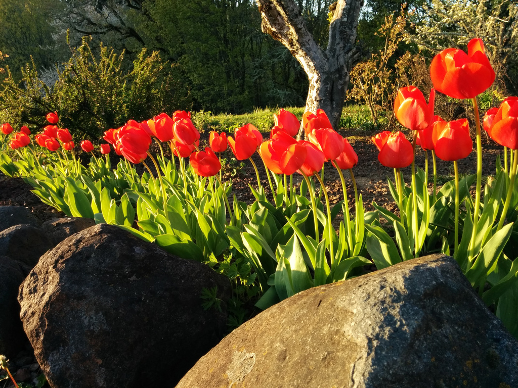 Tulips