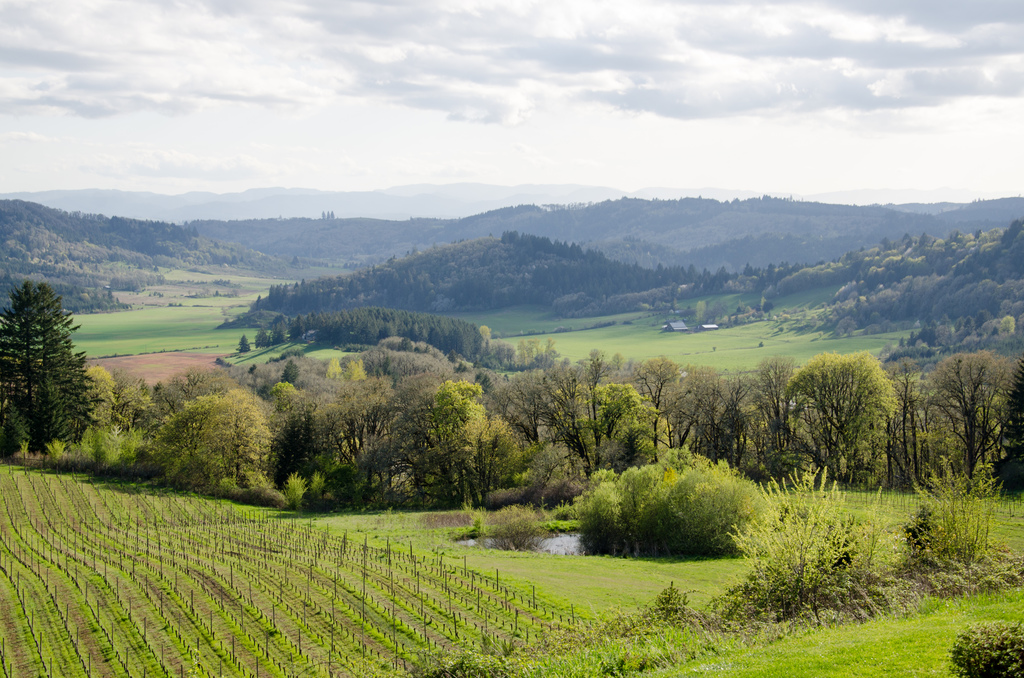 Vineyard