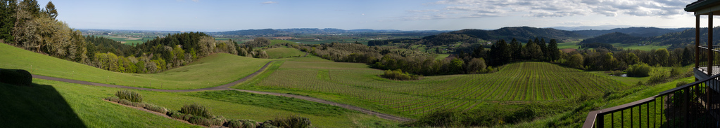 Vineyard panorama