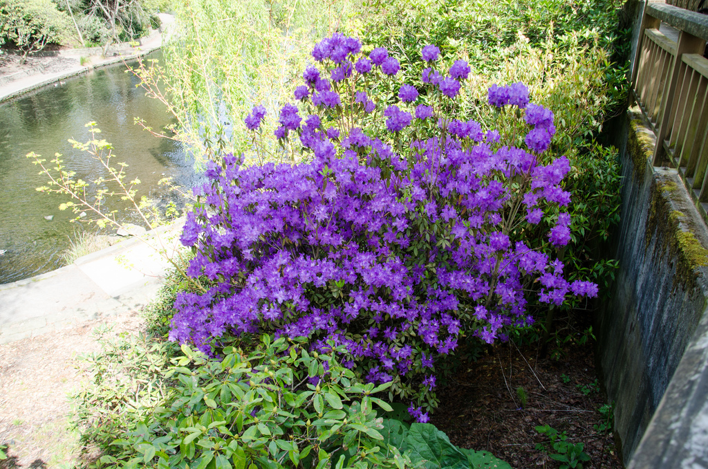 Crystal Springs Rhododendron Garden 