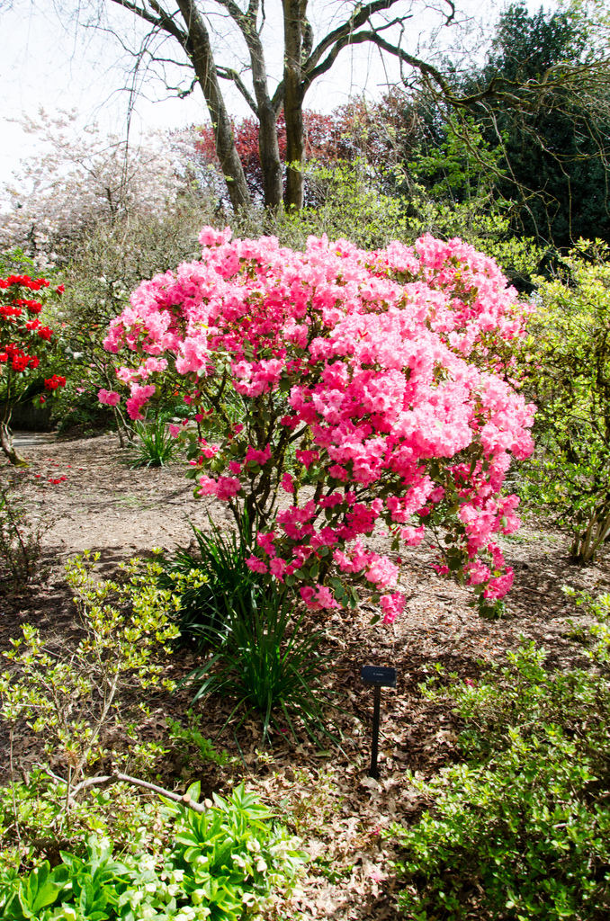 Crystal Springs Rhododendron Garden 