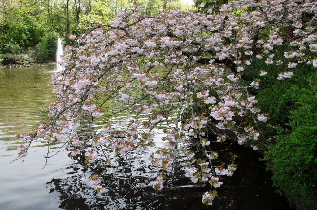 Crystal Springs Rhododendron Garden 