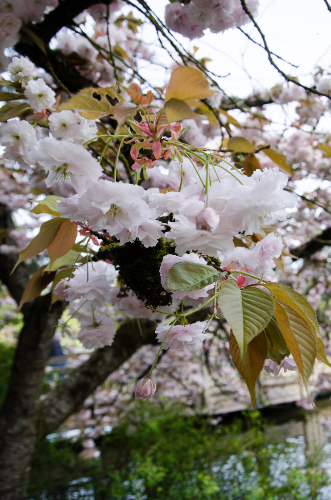 Crystal Springs Rhododendron Garden 