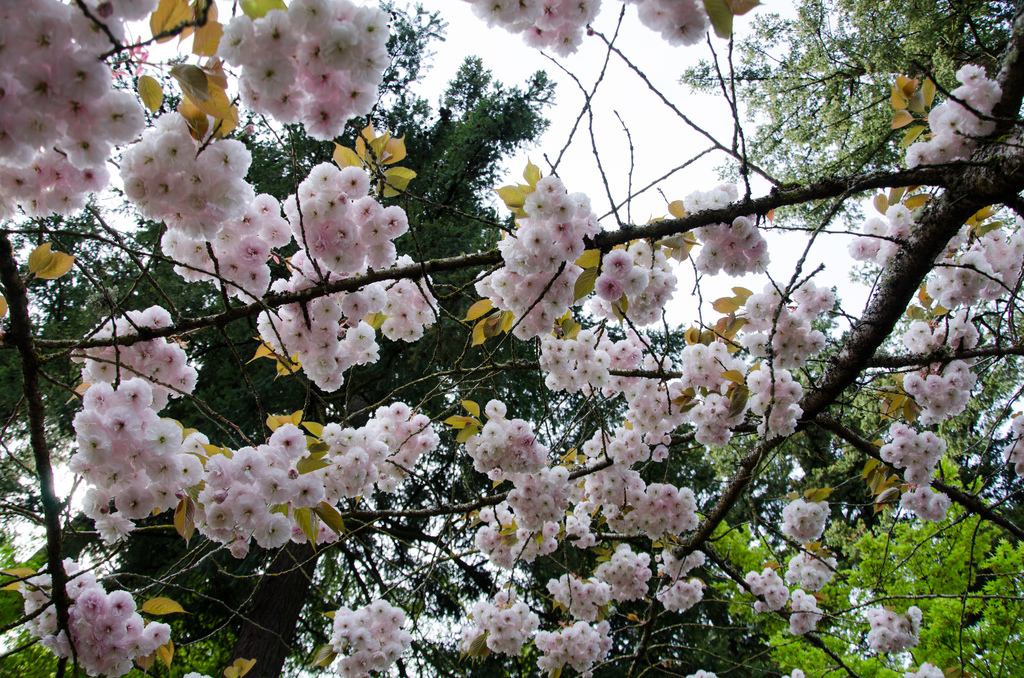 Crystal Springs Rhododendron Garden 