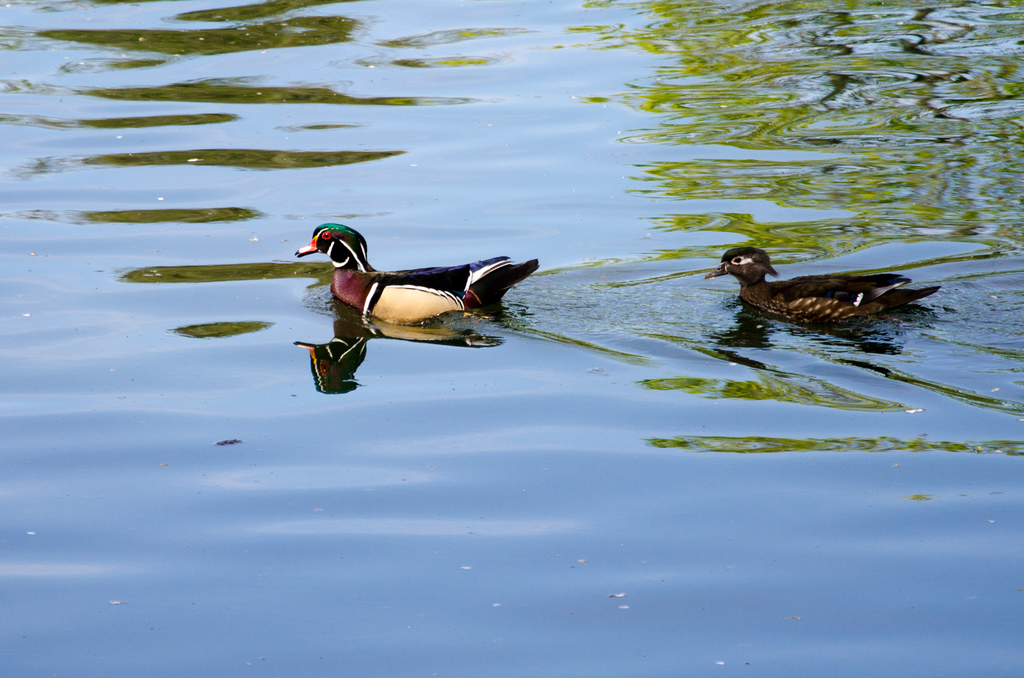 Wood ducks