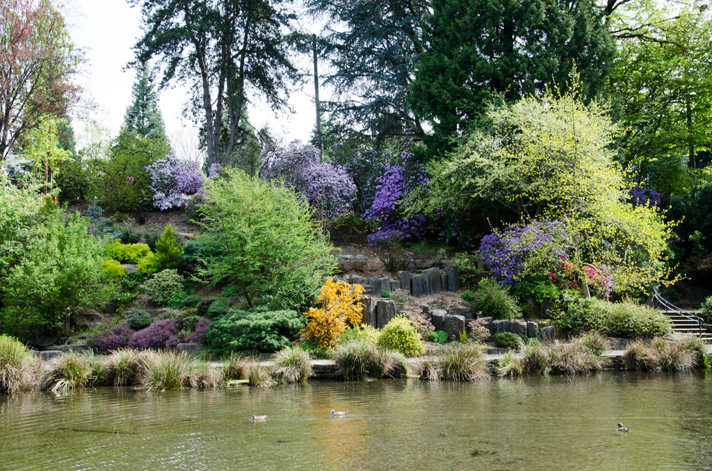 Crystal Springs Rhododendron Garden 